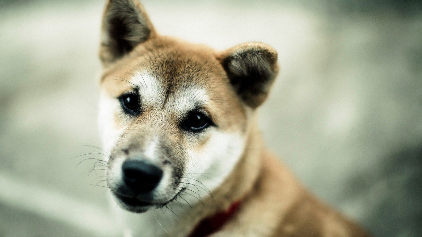 Dog Photo Wallpaper