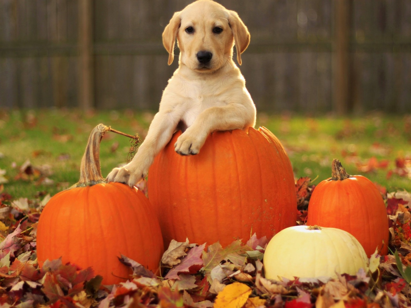 Dog Pumpkins