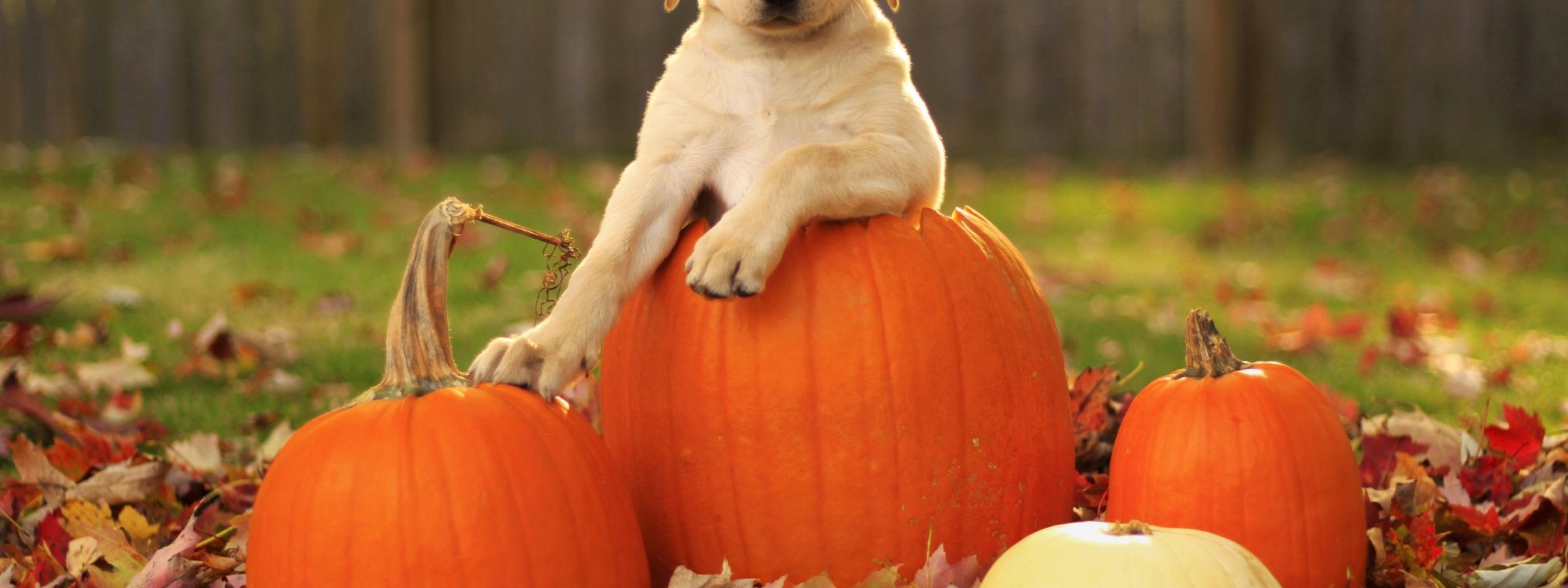 Dog Pumpkins