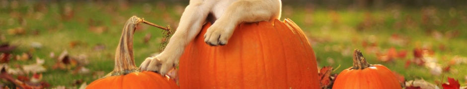 Dog Pumpkins