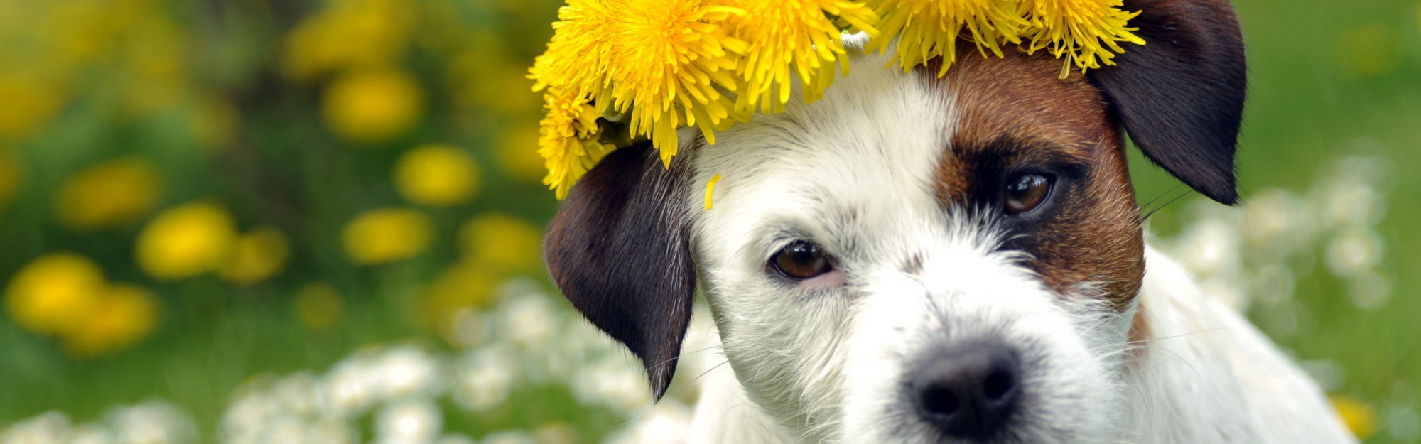 Dog With A Cap Of Dandelion