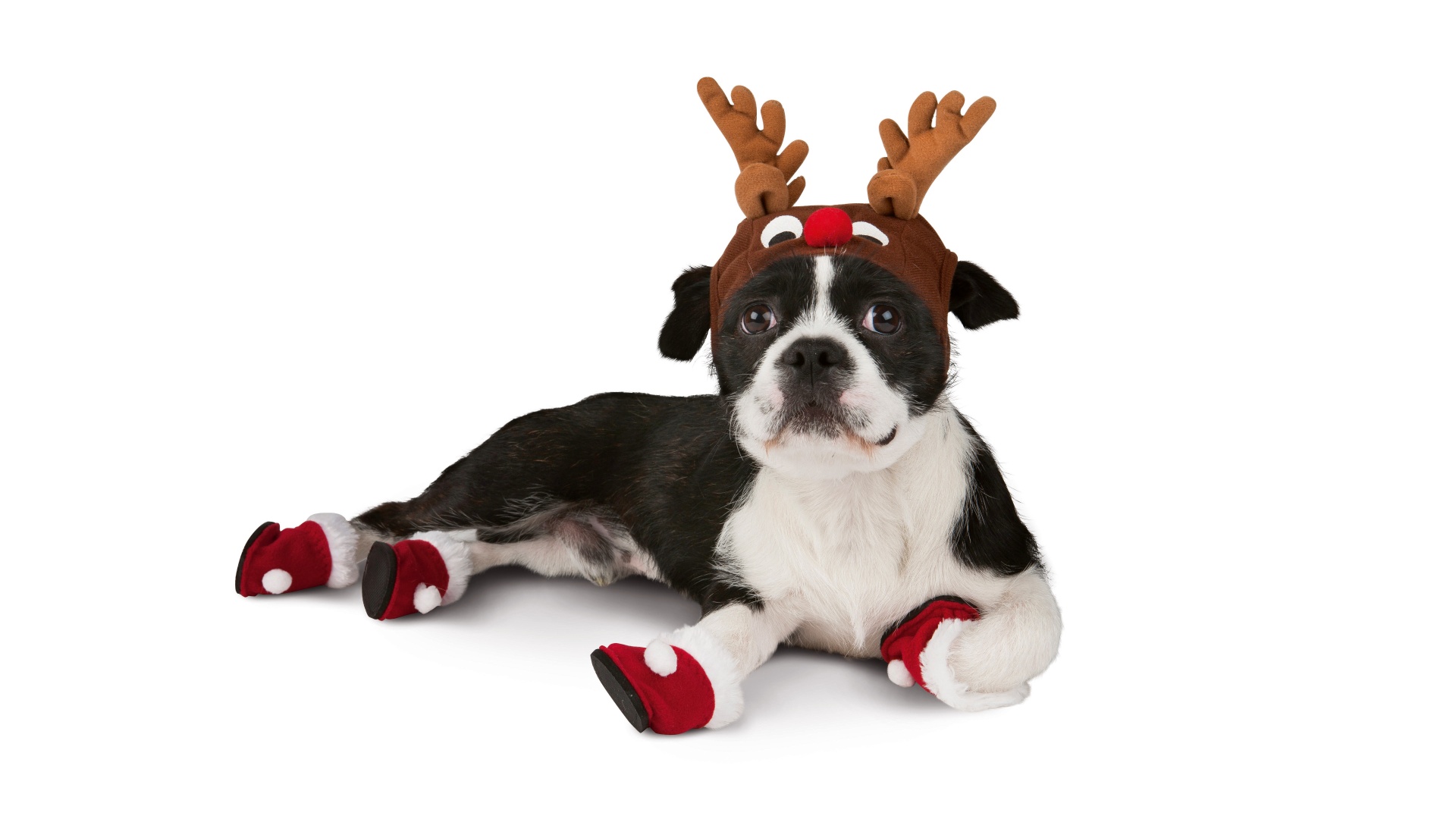 Dog With Xmas Booties Reindeer Hat