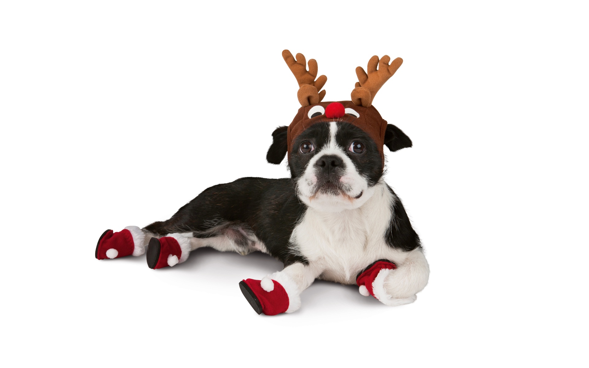 Dog With Xmas Booties Reindeer Hat