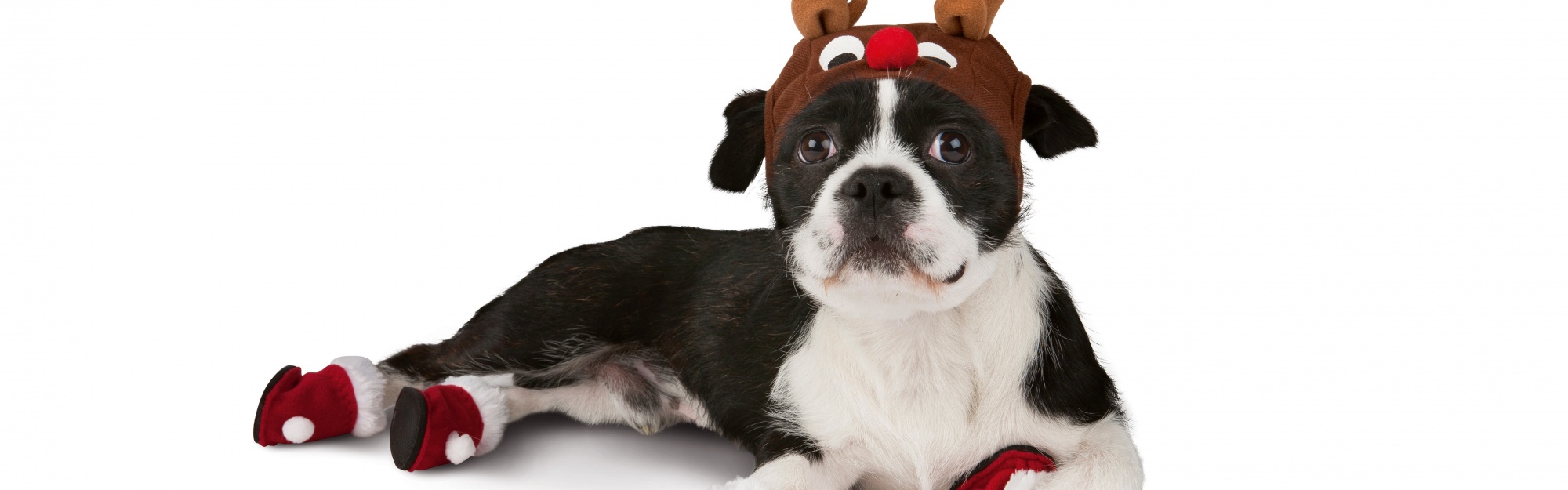 Dog With Xmas Booties Reindeer Hat