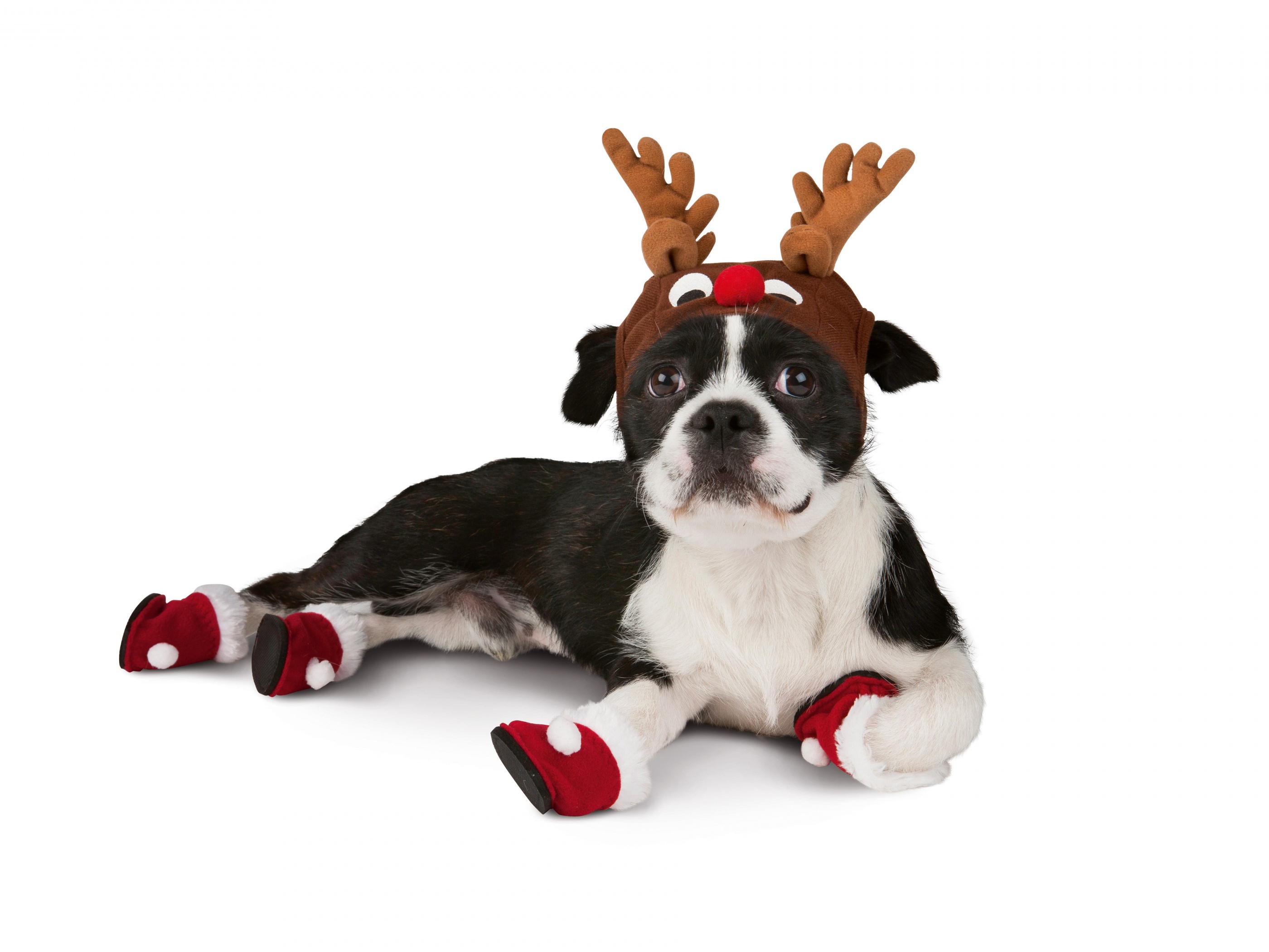 Dog With Xmas Booties Reindeer Hat