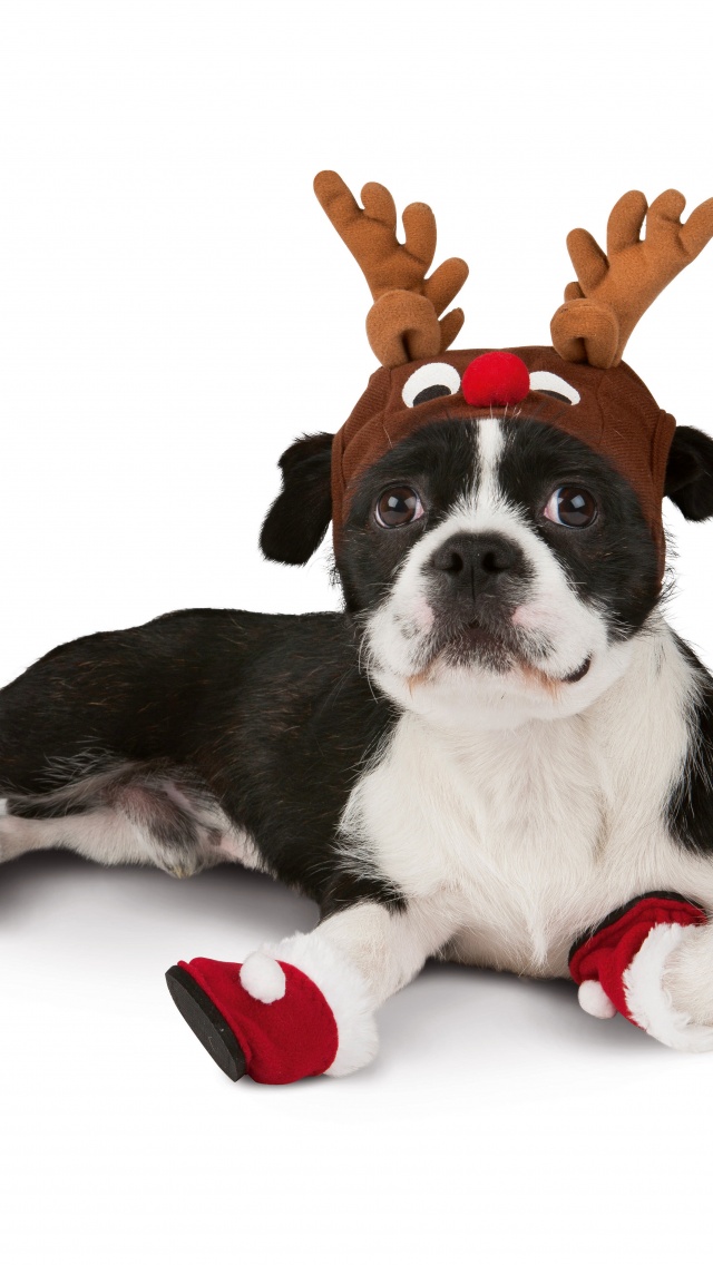 Dog With Xmas Booties Reindeer Hat