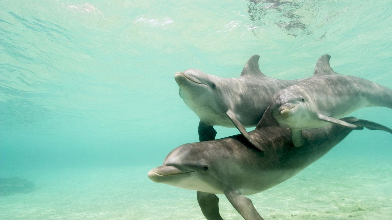 Dolphins