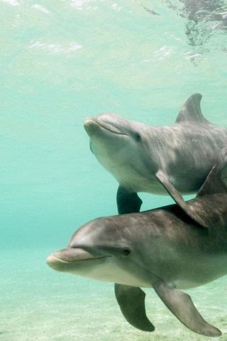 Dolphins