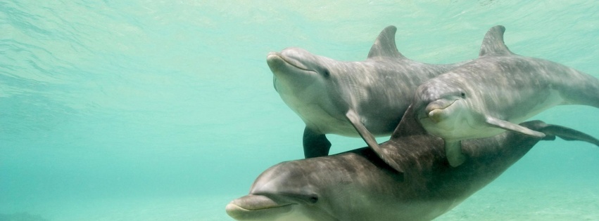 Dolphins