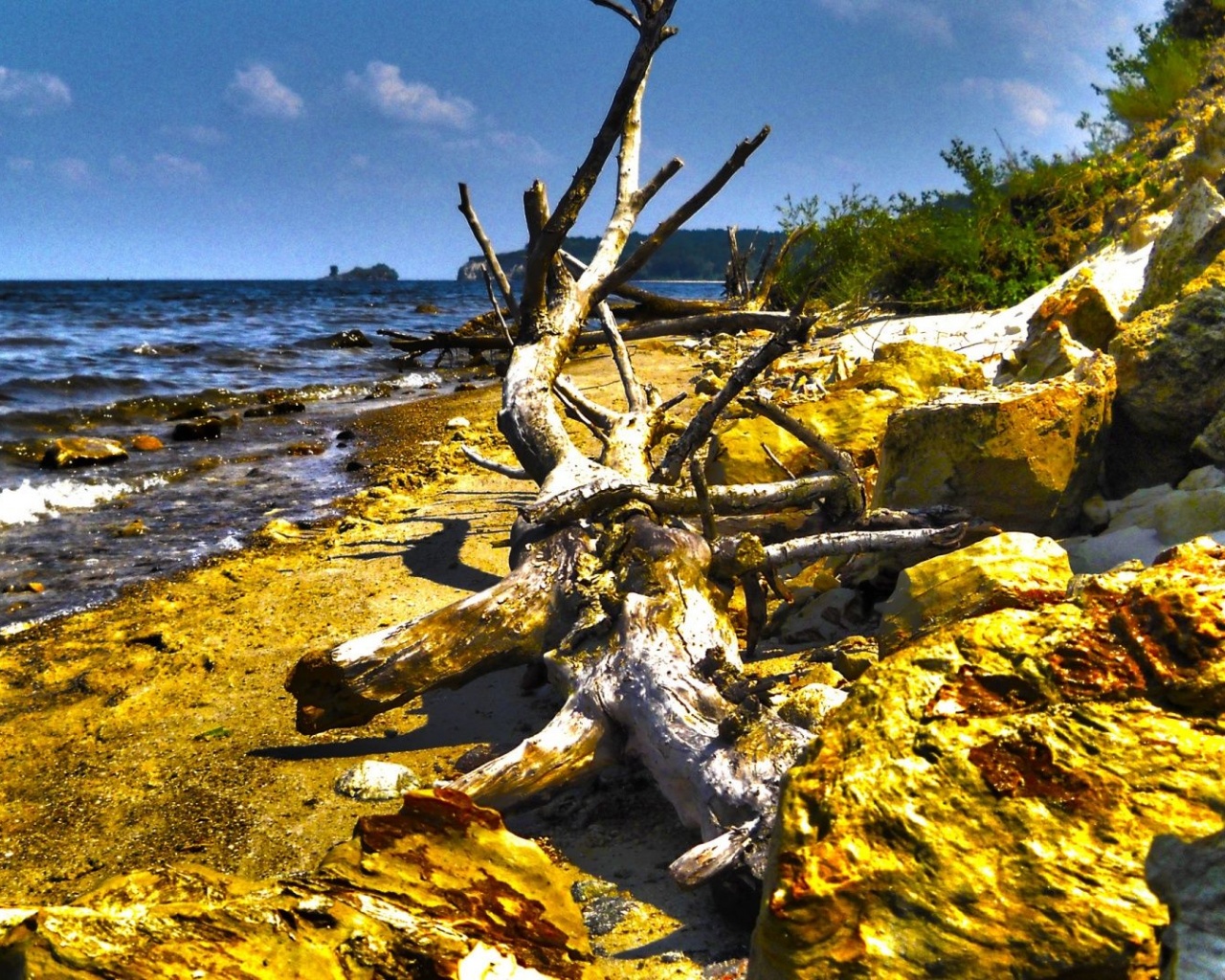 Dry Tree Beach Nature Landscapes