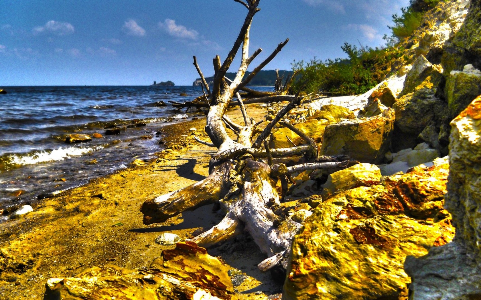 Dry Tree Beach Nature Landscapes