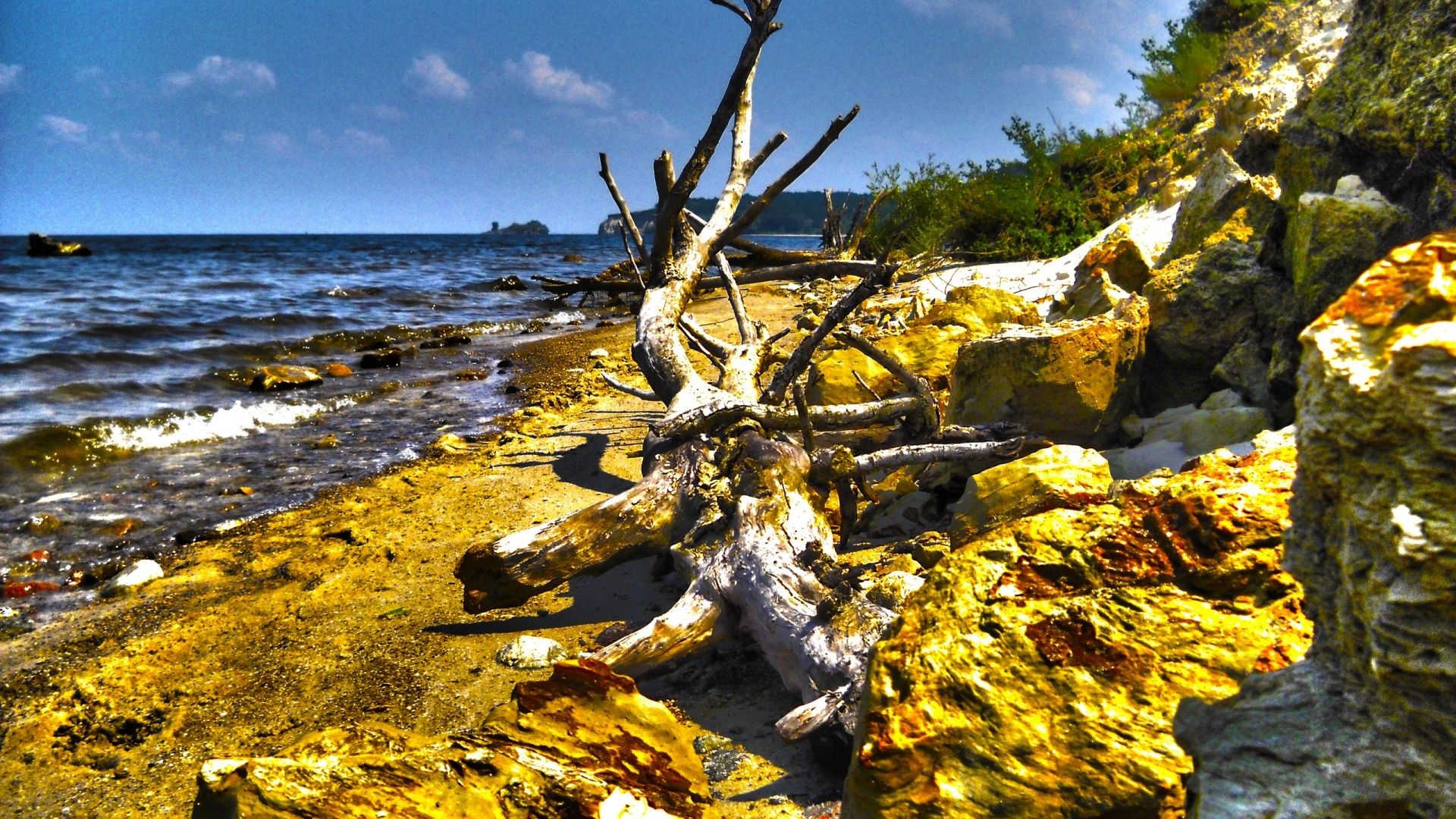 Dry Tree Beach Nature Landscapes