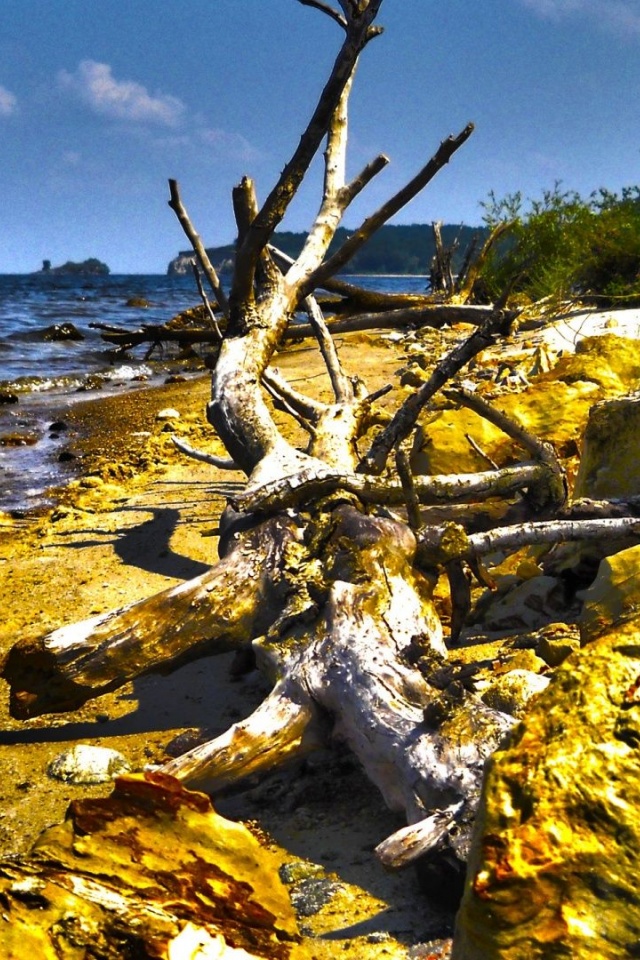 Dry Tree Beach Nature Landscapes