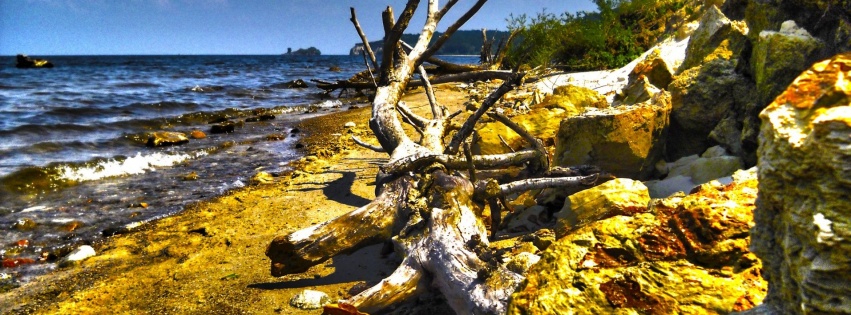 Dry Tree Beach Nature Landscapes