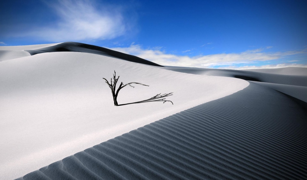 Dune Dead Wood Sand Barren Desert