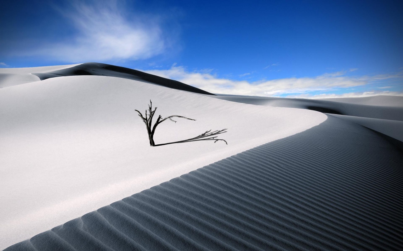 Dune Dead Wood Sand Barren Desert