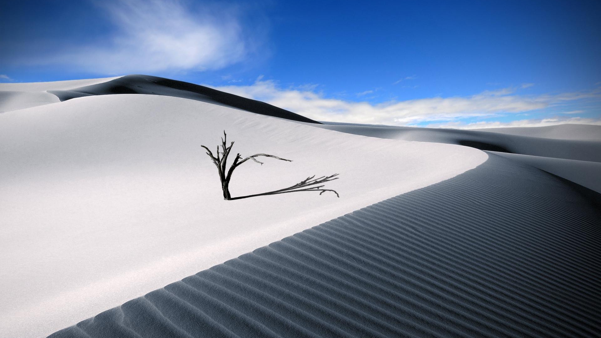 Dune Dead Wood Sand Barren Desert