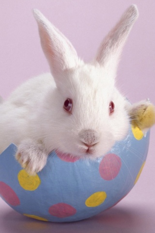 Easter Bunny