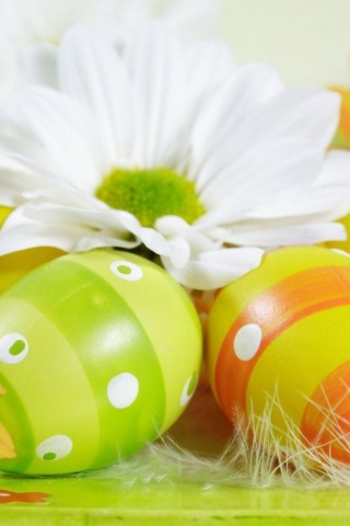 Easter Holiday Eggs Flowers Feather