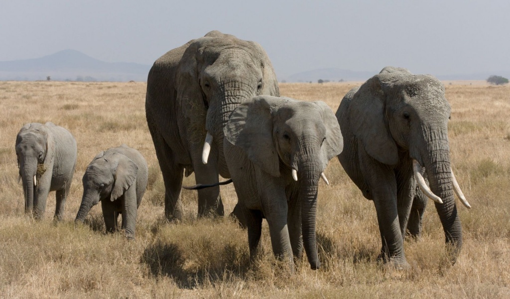 Elephant Family African Bush Elephant Serengeti Tanzania