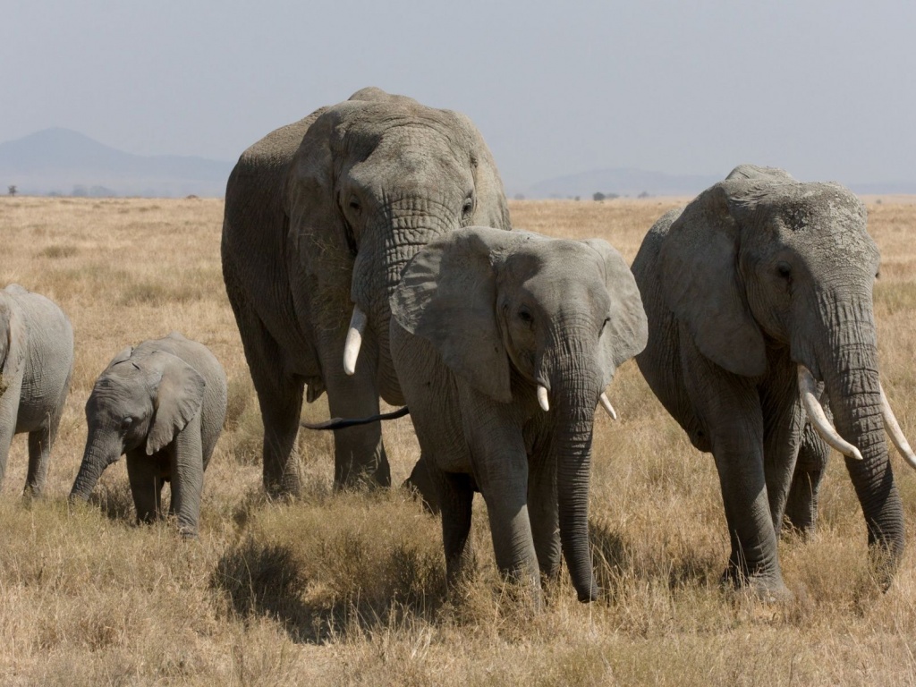 Elephant Family African Bush Elephant Serengeti Tanzania