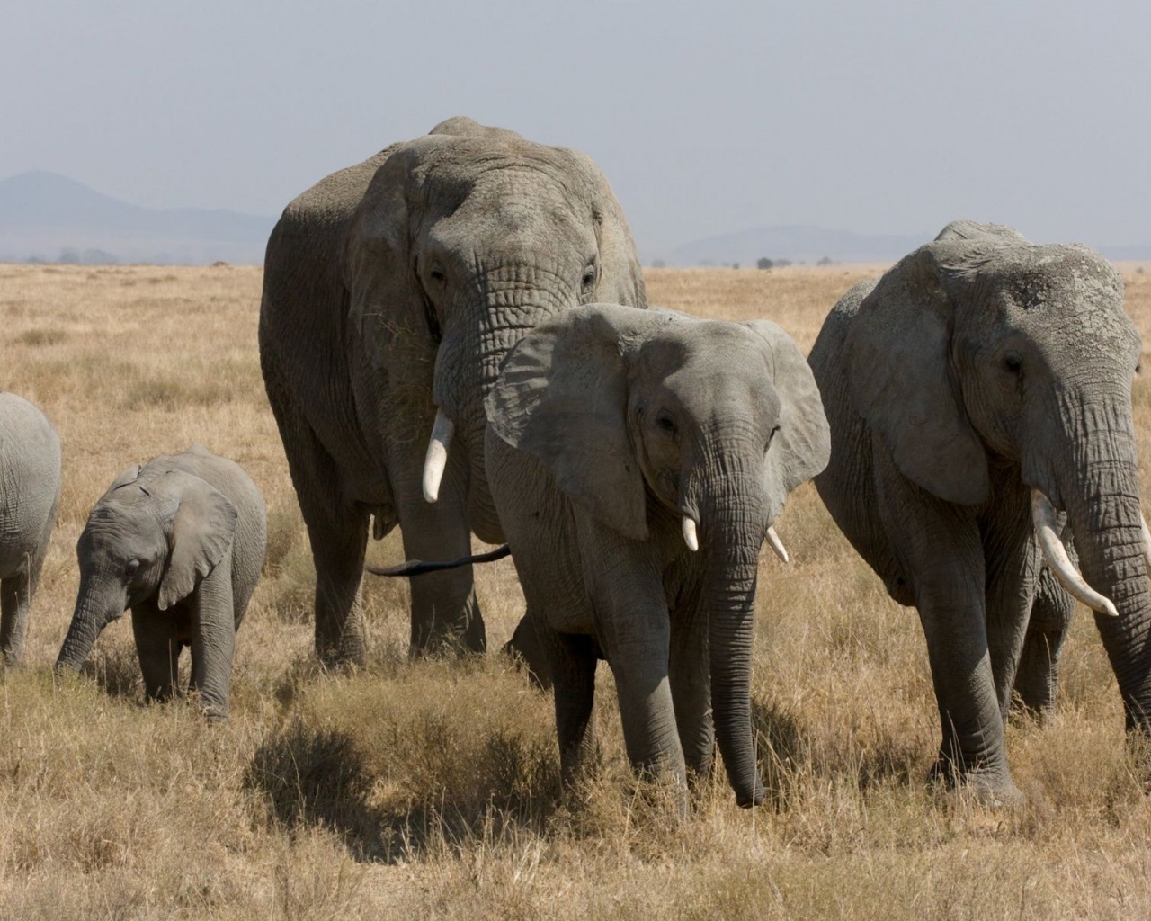 Elephant Family African Bush Elephant Serengeti Tanzania