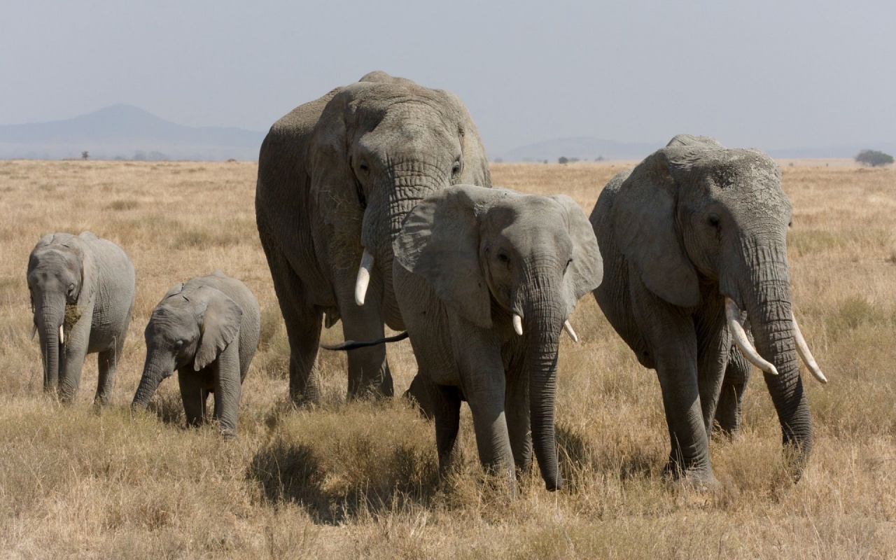 Elephant Family African Bush Elephant Serengeti Tanzania