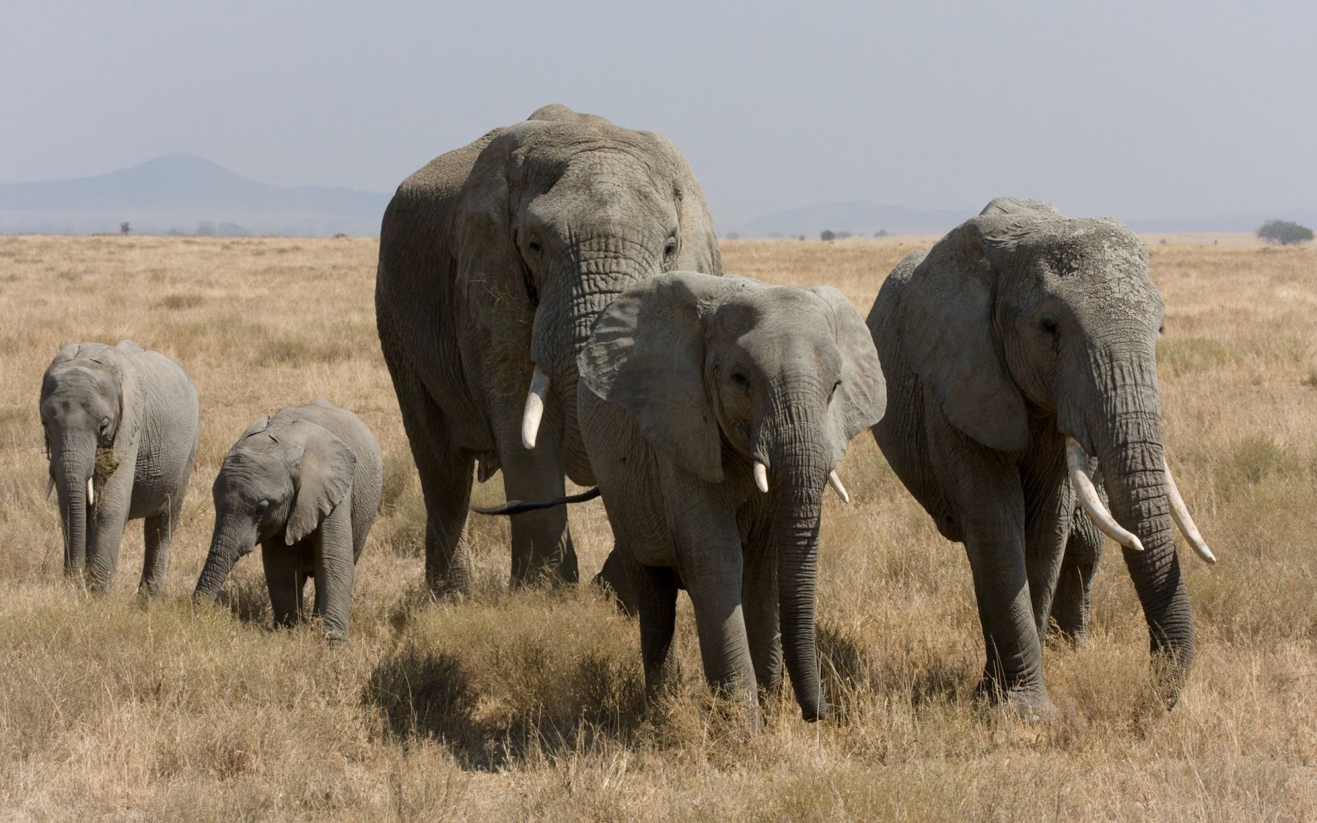 Elephant Family African Bush Elephant Serengeti Tanzania