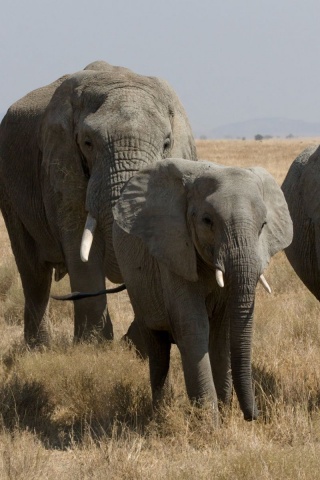 Elephant Family African Bush Elephant Serengeti Tanzania