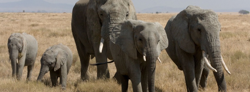 Elephant Family African Bush Elephant Serengeti Tanzania