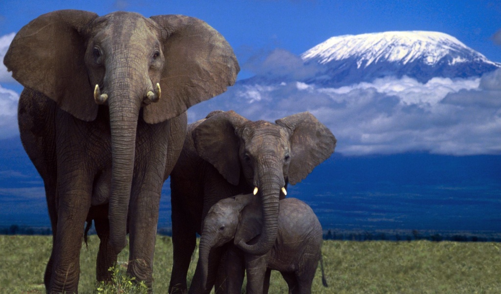 Elephant Family Mountain