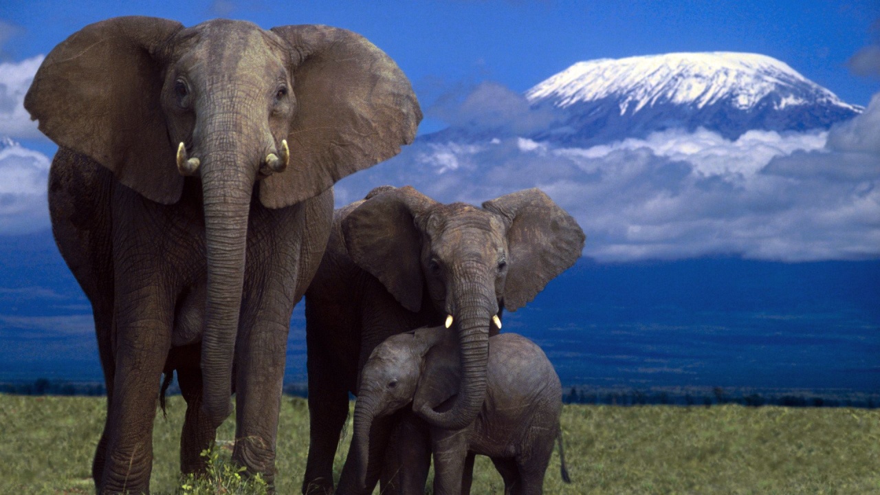 Elephant Family Mountain