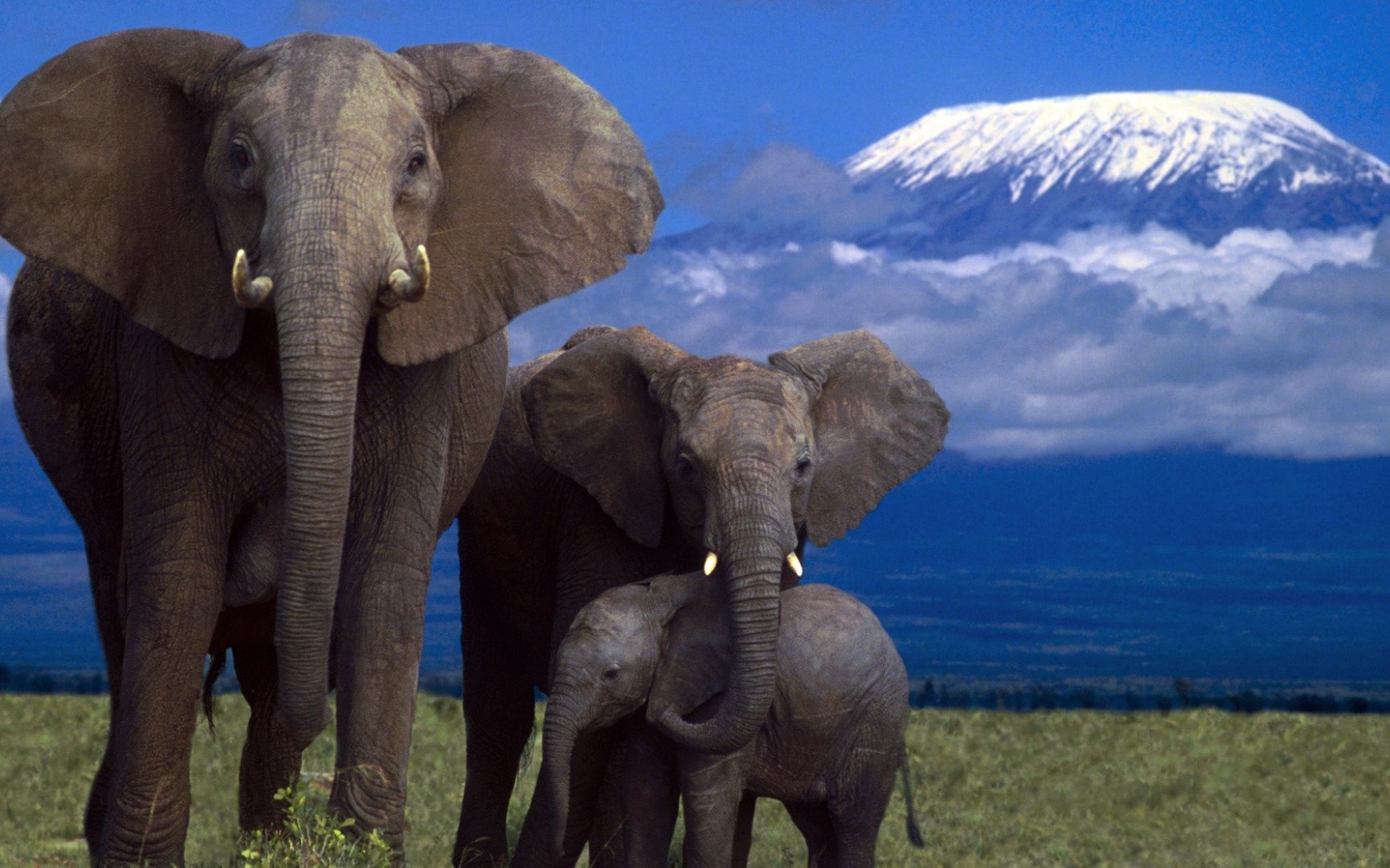 Elephant Family Mountain