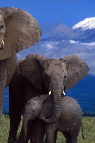 Elephant Family Mountain