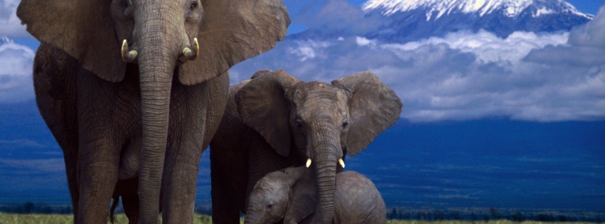 Elephant Family Mountain