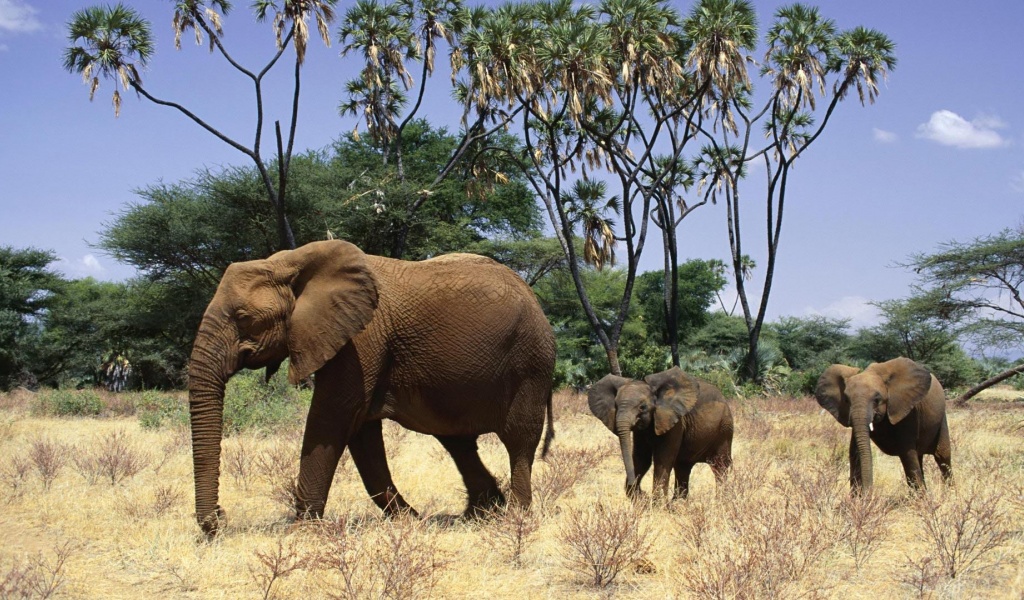 Elephants Family Animals