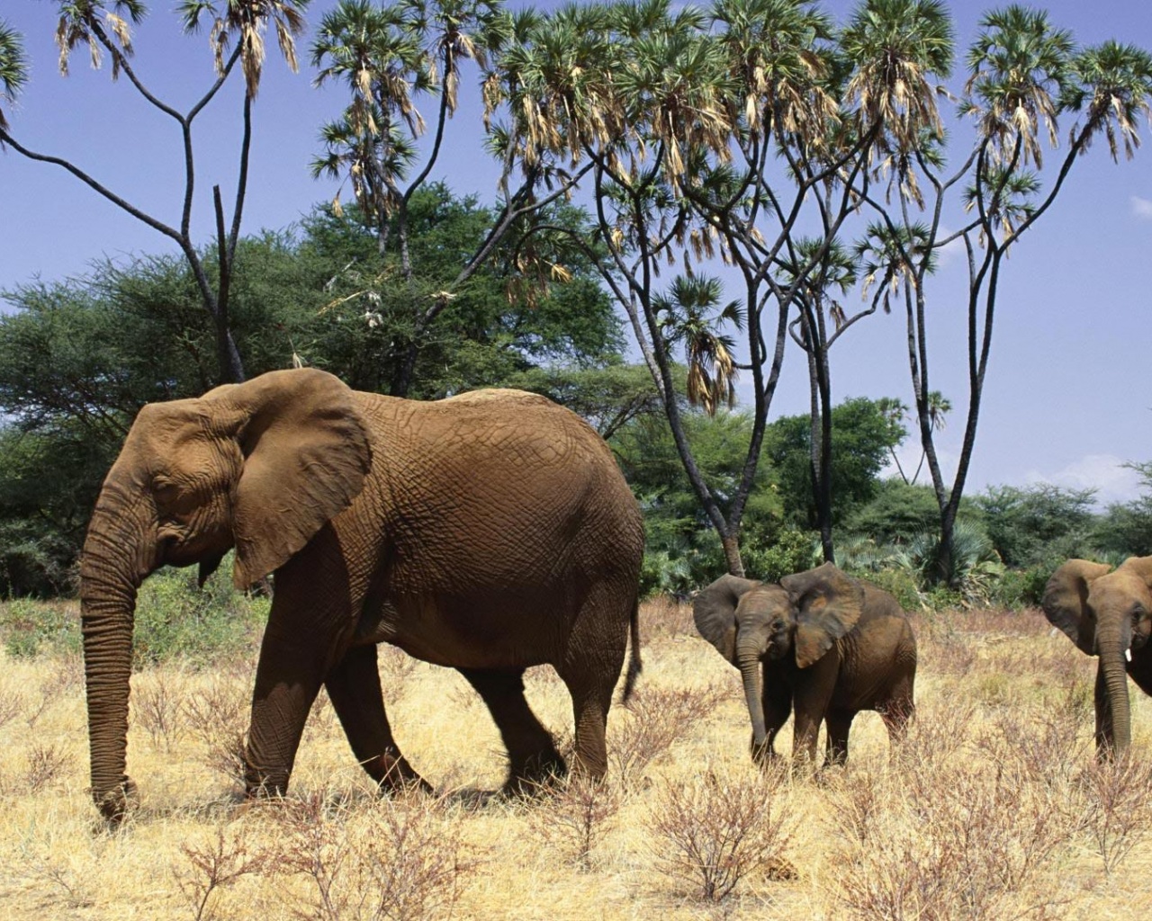 Elephants Family Animals