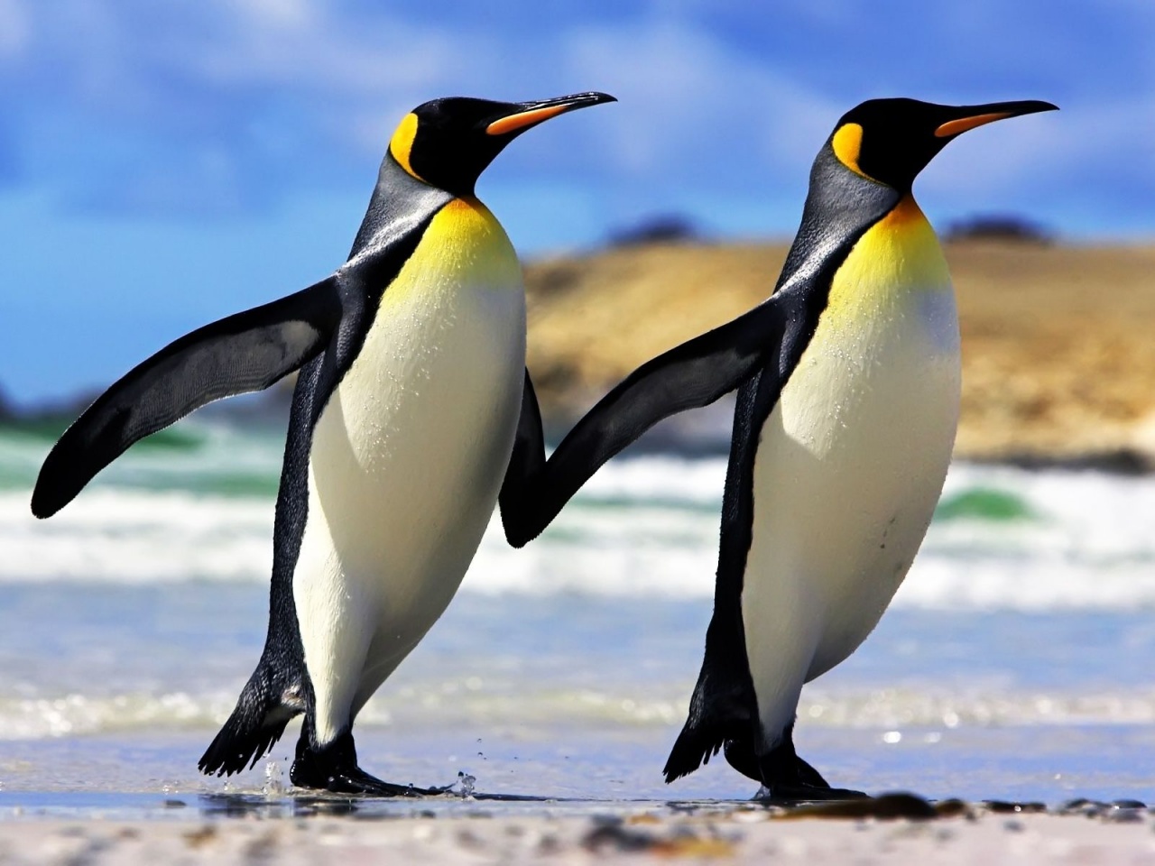 Emperor Penguins