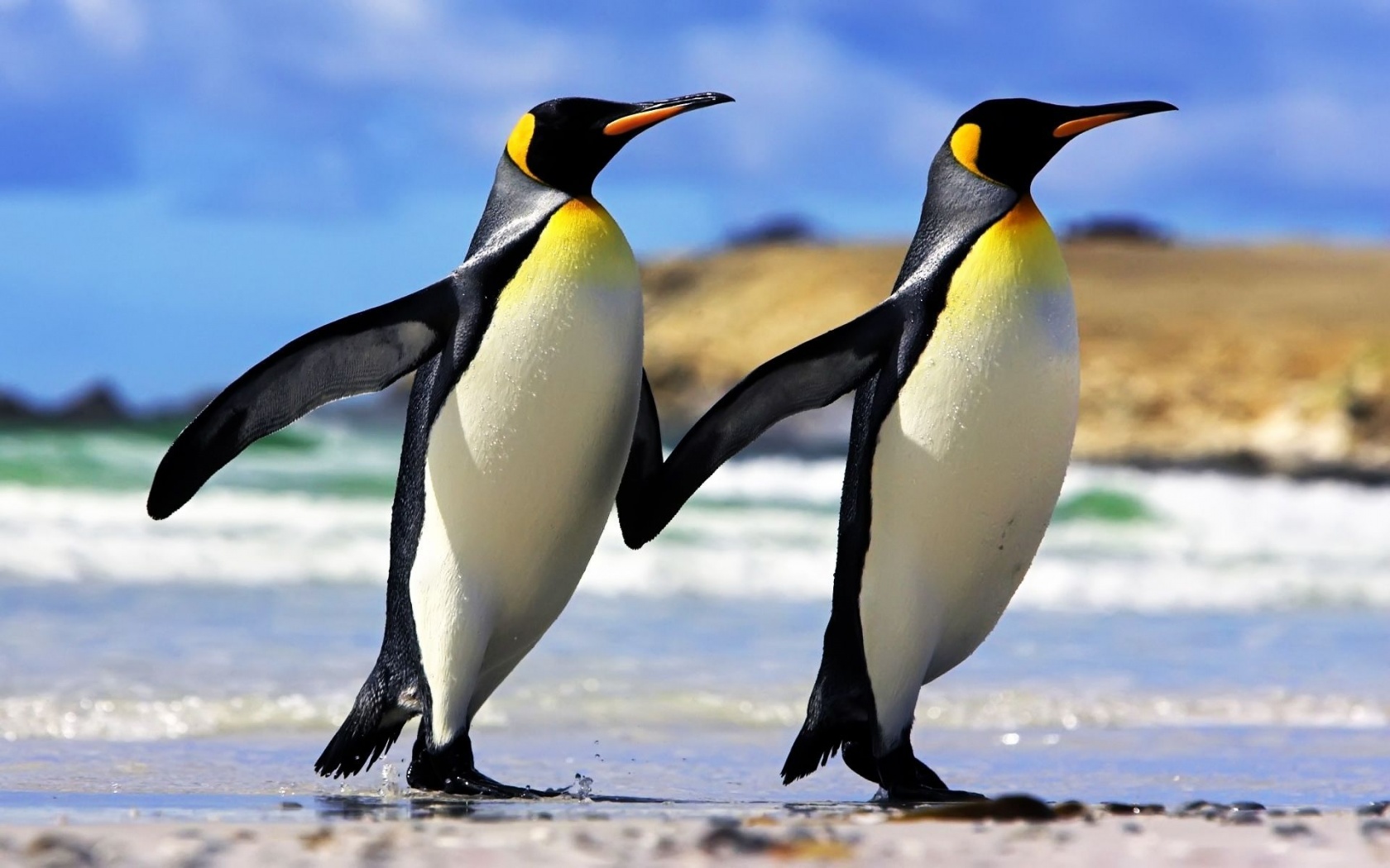 Emperor Penguins