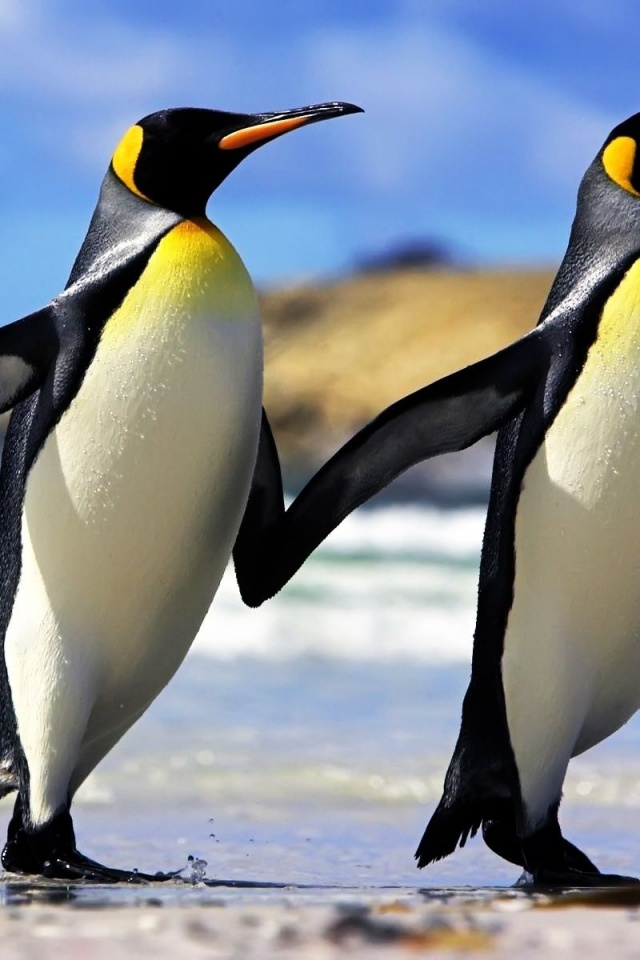 Emperor Penguins