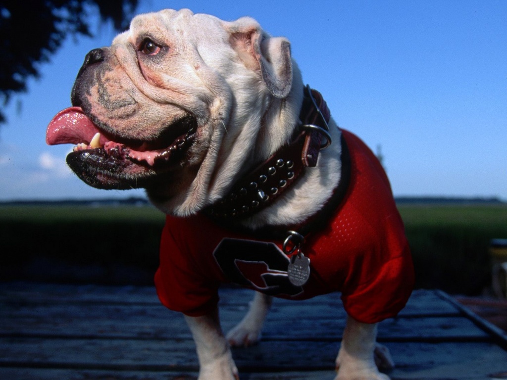 English Bulldog Georgia University Mascot Tongue