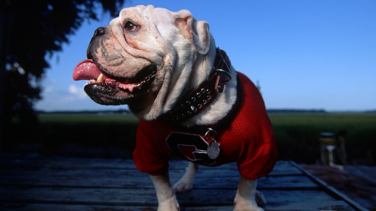 English Bulldog Georgia University Mascot Tongue