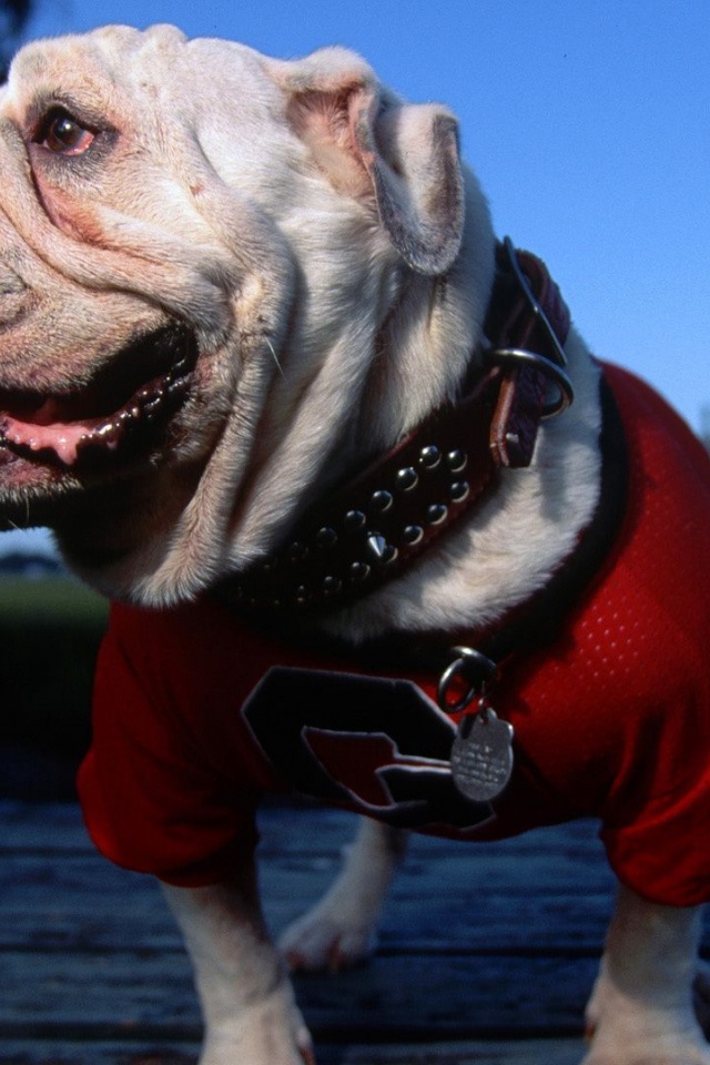 English Bulldog Georgia University Mascot Tongue