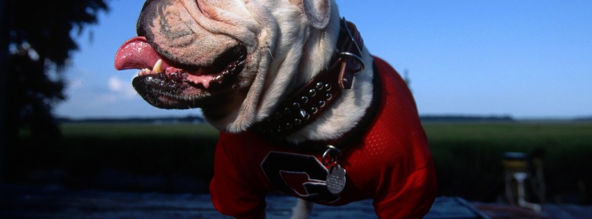 English Bulldog Georgia University Mascot Tongue