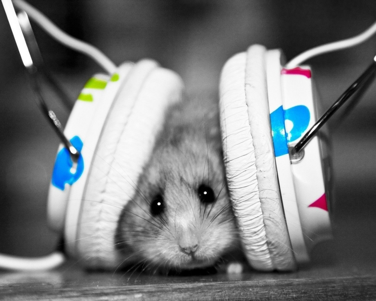 Enjoy Music Animal