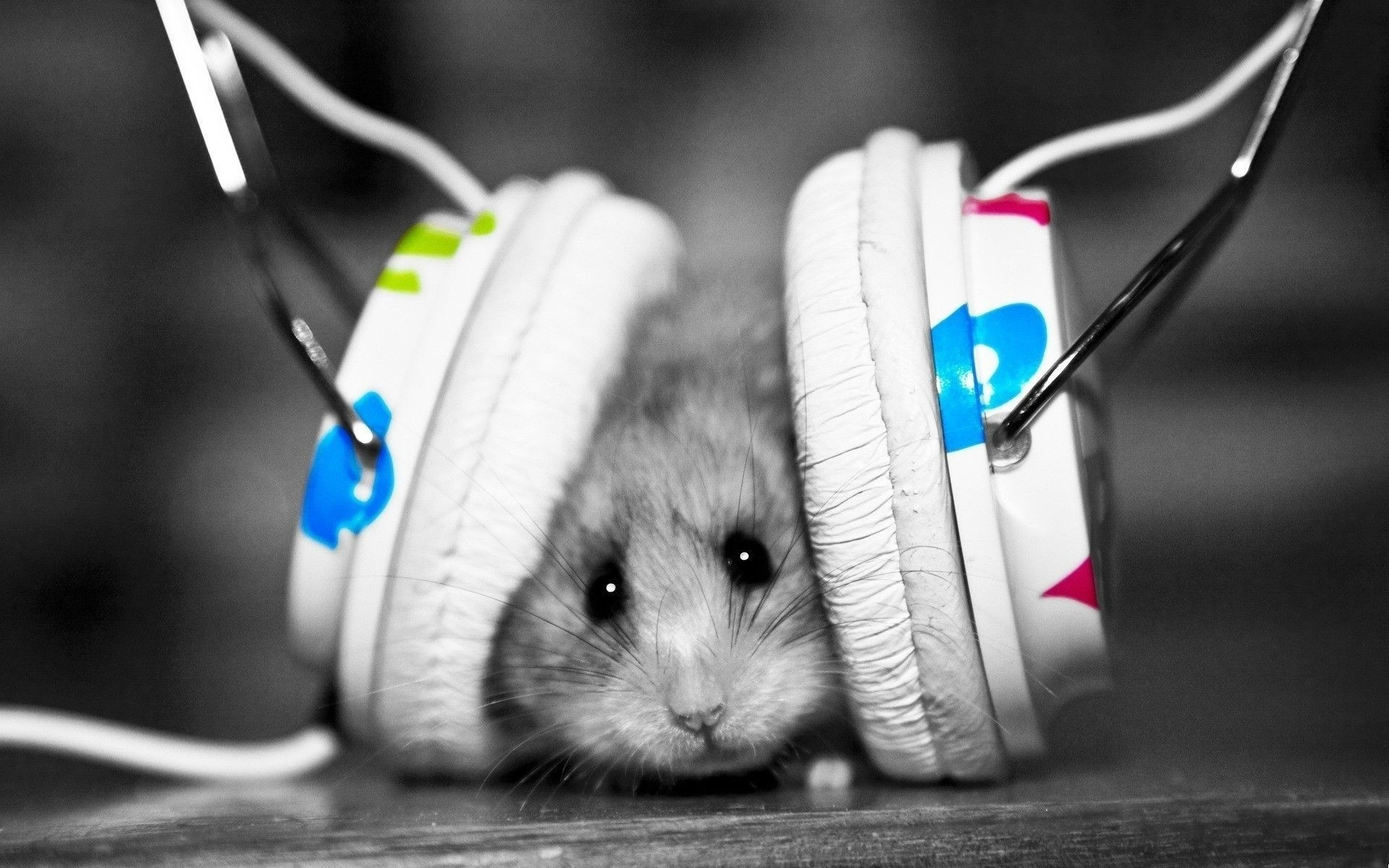 Enjoy Music Animal