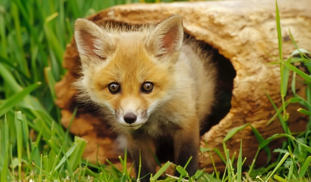 European Red Fox