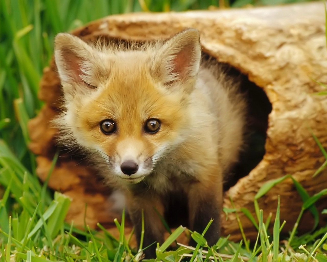 European Red Fox