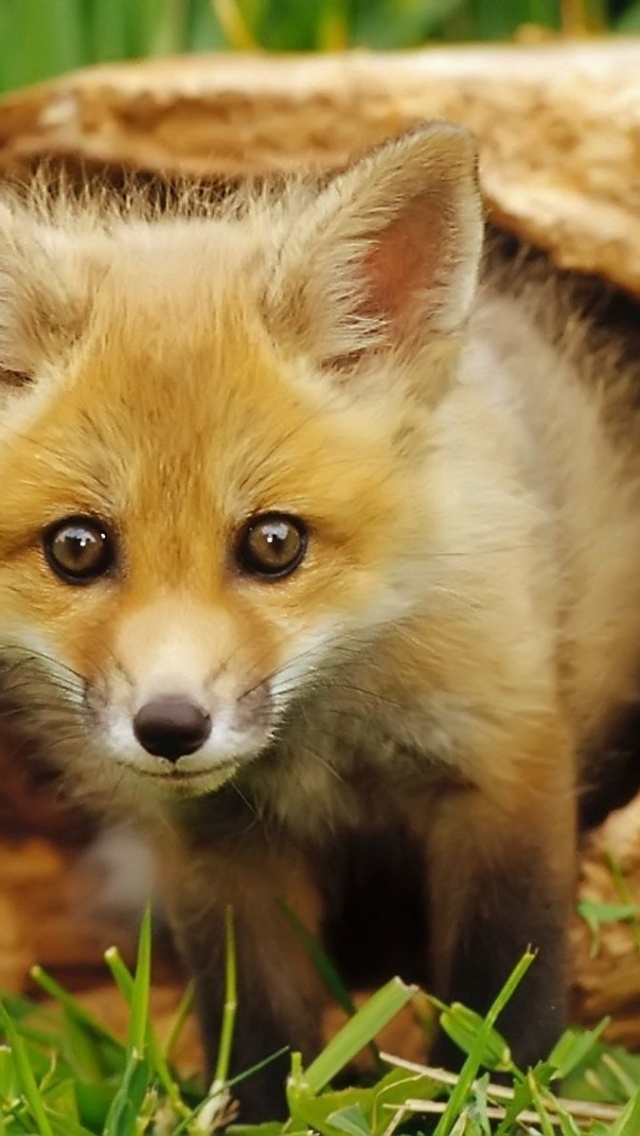 European Red Fox