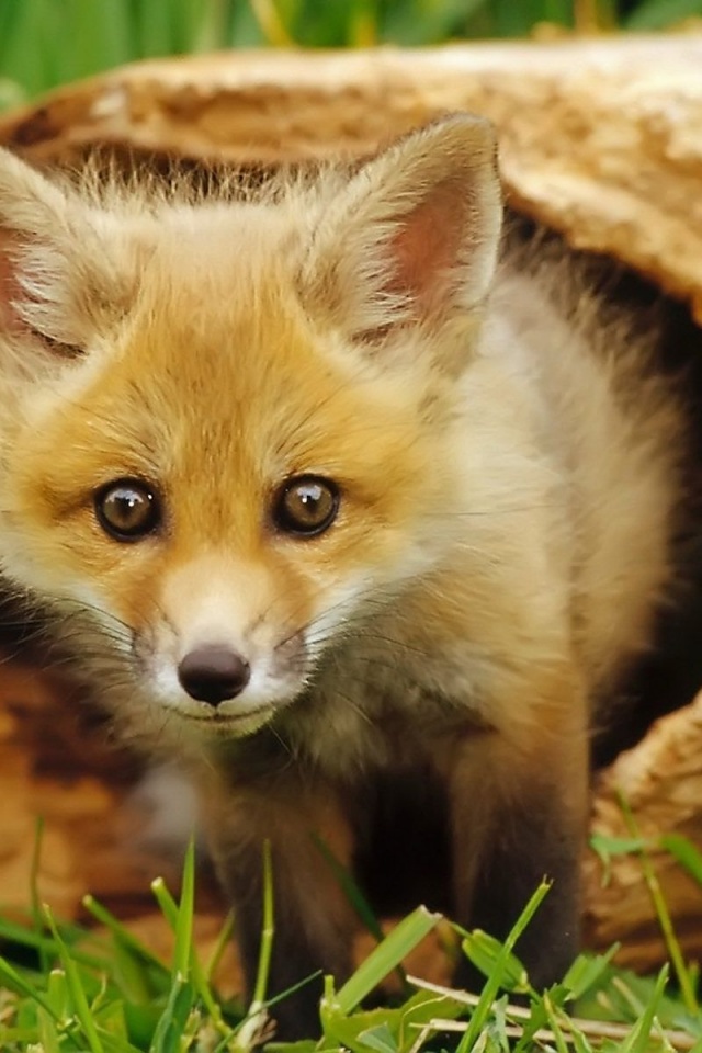 European Red Fox